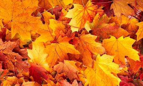 Vibrant Orange Fall Leaves